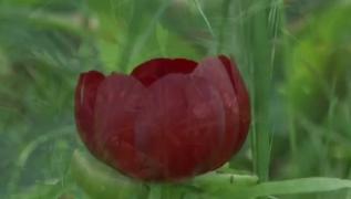 Sărbătoarea bujorului, anulată de pandemie