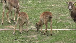 Grădina zoologică din Prahova s-a umplut de pui