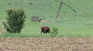 Urșii se bucură de marea relaxare pe străzile unei comune din Mureş