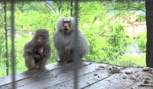 Ina, un pui de babuin ce a devenit vedeta de la Zoo Hunedoara