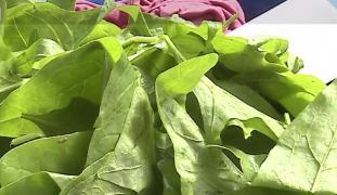 Măcrişul, aliatul în lupta cu anemia