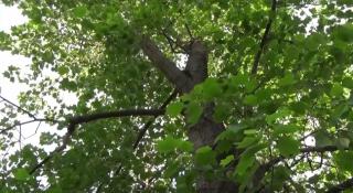 Tulipanii, arborii de poveste de pe străzile din Reșița