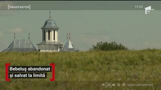 Observator de weekend