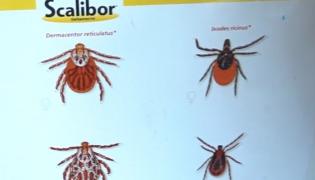 Parcurile din România, pline de căpușe