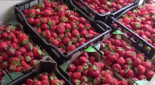 Producție mare de căpșuni în vreme de pandemie