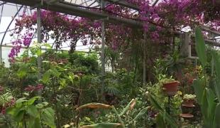 Plantele exotice ar putea deveni o atracţie turistică în Galați