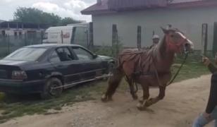 Mânză de 3 ani chinuită și pusă să tragă un BMW de două tone, probă ca să fie vândută, la Turda (video)