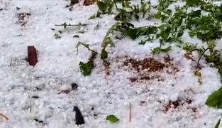 Legume și fructe, distruse de grindină în Hunedoara. Oamenii se tem că nu au ce să mai pună pe masă