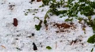 Ploile torențiale, însoțite de grindină, au distrus culturile agricole din mai multe județe (Video)