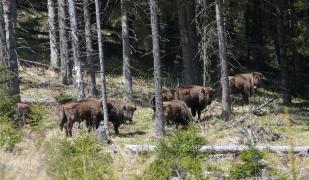 Zimbri în libertate în munții Făgăraș, după mai bine de 200 de ani (video)