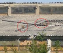 Vulpile și-au făcut vizuină în podul unei case din Cîlnic (Video)