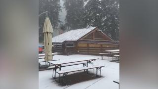 Ninge ca-n povești în Vârful Postăvarul, la începutul verii (Video)