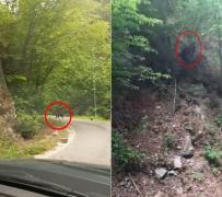 Jandarmii montani din Runcu au dat nas în nas cu o ursoaică și doi pui, pe un traseu frecventat de turiști (Video)