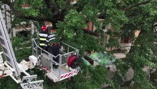 Şi animalele au nevoie de salvare. O pisică le-a dat de furcă pompierilor din Botoşani