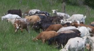 Un consultant financiar din Olt a renunțat la job pentru a crește capre