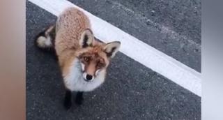 Șoferul păcălit de vulpe, în Neamț