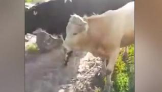 Hoți de animale, prinși în flagrant de oamenii legii