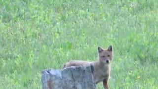 Pereche de şacali aurii, apariţie neobişniută într-o pădure din Iaşi