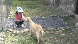 Grădina cu animale de pe Valea Mureșului, locul perfect pentru relaxare