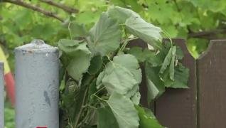 A doua zi de Rusalii, prilej de întoarcere la tradiții şi obiceiuri