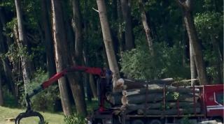 Trei hectare de pădure, din arii naturale protejate, defrișate în Dolj în plină pandemie de coronavirus