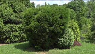 Parcul dendrologic Simeria, loc unic în România