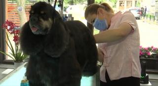 Frizeriile canine nu mai fac faţă programărilor, odată cu ieşirea din starea de urgenţă