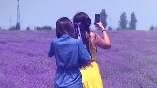 Primul Festival al Lavandei în Bărăgan a atras sute de oameni