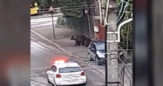 Urşii s-au mutat în stațiunile de pe Valea Prahovei