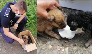O persoană fără suflet a aruncat într-un şanţ o cutie cu 5 pui de câine. Poliţiştii din Mureş i-au salvat (Video)