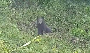 Ursuleț salvat dintr-o fântână, în Brașov