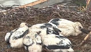 La începutul verii se numără puii de barză. Ce detalii află astfel specialiştii