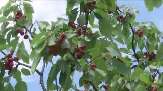 Producția de cireșe, distrusă de ploi în acest an