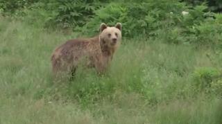 O bătrână ursoaică a ajuns să se bucure de libertate după o viaţă trăită între gratii şi betoane