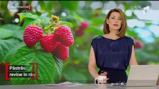 Păstrăvul indigen revine în râurile de munte