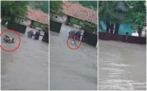 Un câine şi-a urmat orbeşte stăpânul, sărind după el în viitură, la Alba (Video)
