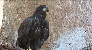 Vulturul pe cale de dispariție a fost salvat de la moarte sigură