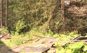 Ursul ucis în Predeal era ținta vânătorilor de o lună