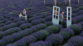 Lanul de lavandă de lângă Târgu Mureş, decorul perfect pentru poze