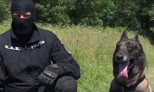 Câinele polițist Toi, de Serviciul de Acțiuni Speciale Iași, a împlinit 5 ani