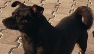 Un chiriaș din Timișoara a furat câinele proprietarilor