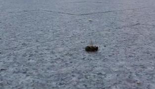 Dezinsecție ratată la Deva, albine ucise în locul țânțarilor