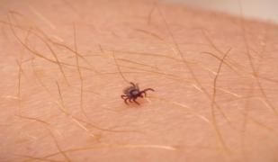 Căpușele, inamicul de la iarba verde. Recomandările medicilor