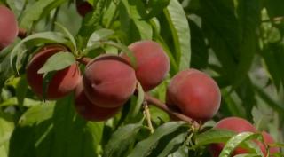 Vremea capricioasă ne lasă fară piersici și caise