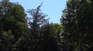 Dezinsecția contra țânțarilor, misiune ratată la Deva