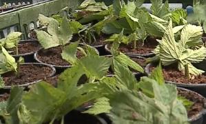 Ingredientul de bază al berii, pe cale de dispariție în țară