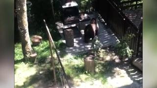 Urs filmat în zona locurilor de joacă, în curtea cabanelor din Predeal