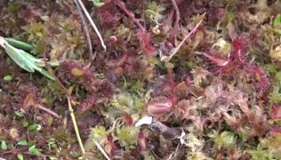 Roua Cerului, regina plantelor carnivore din România