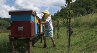 Cel mai tânăr apicultor din ţară are doar 15 ani. Rareş şi-a cumpărat stupii din banii de alocaţie