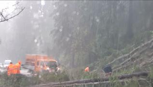 Furtunile şi ploile torenţiale au doborât copaci şi ziduri în Craiova